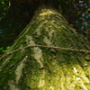 神社の木