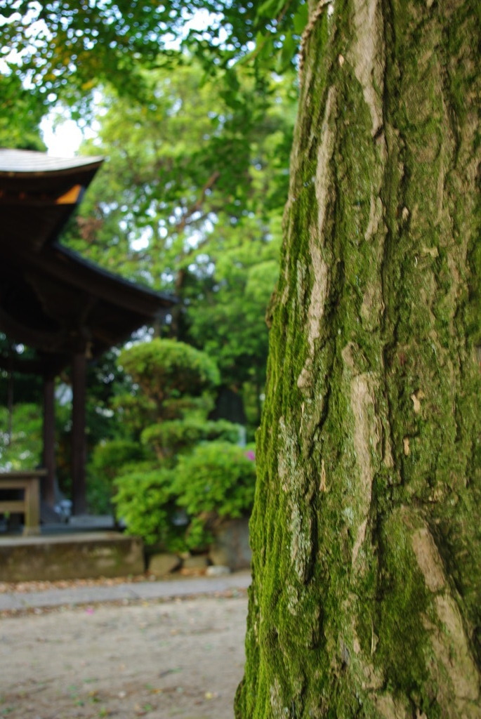 木と神社