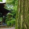 木と神社