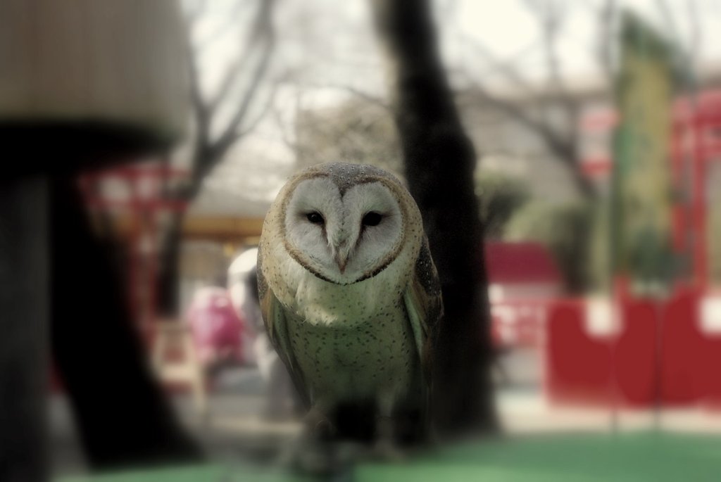 ふくろう
