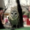 ふくろう