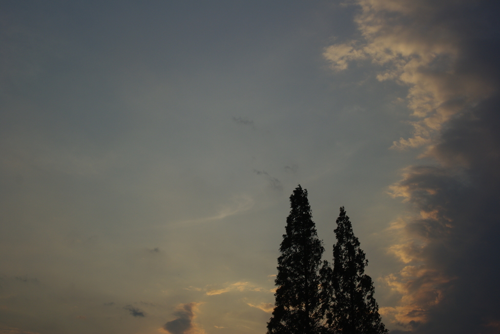 空とよりそう木