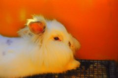 うさぎさん