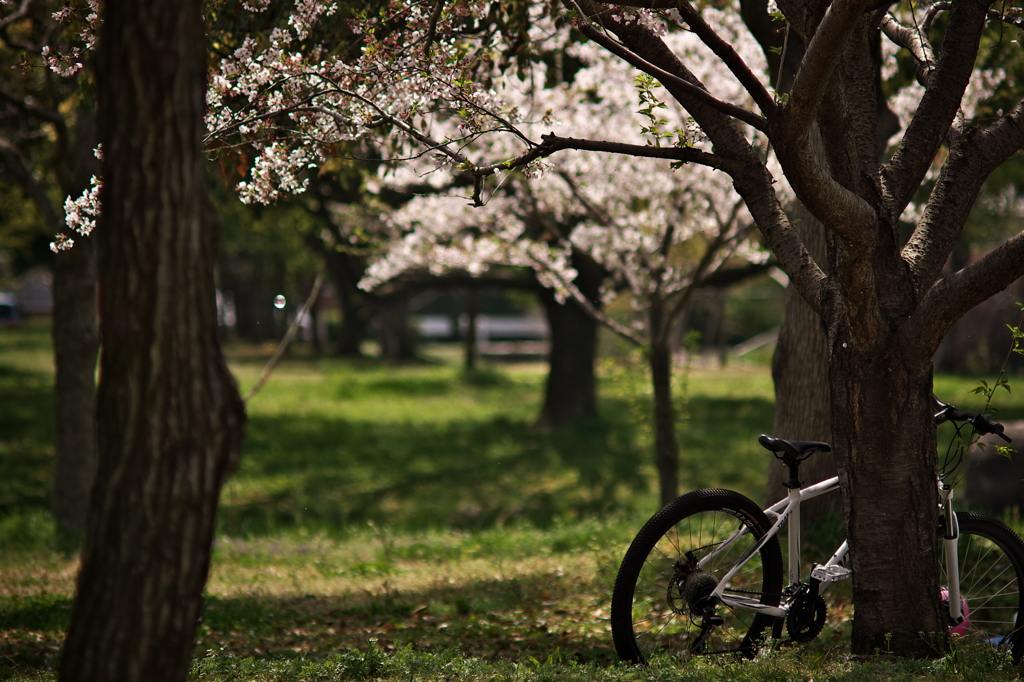 桜、公園、日曜日　#5