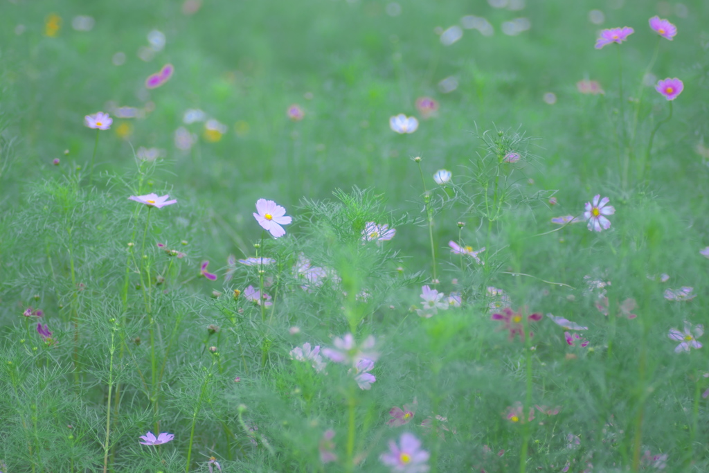 「贈る花」