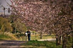 桜、公園、日曜日　#17