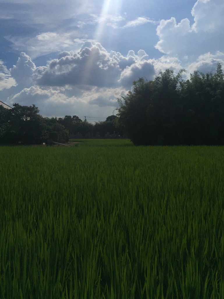 「夏すぎる」