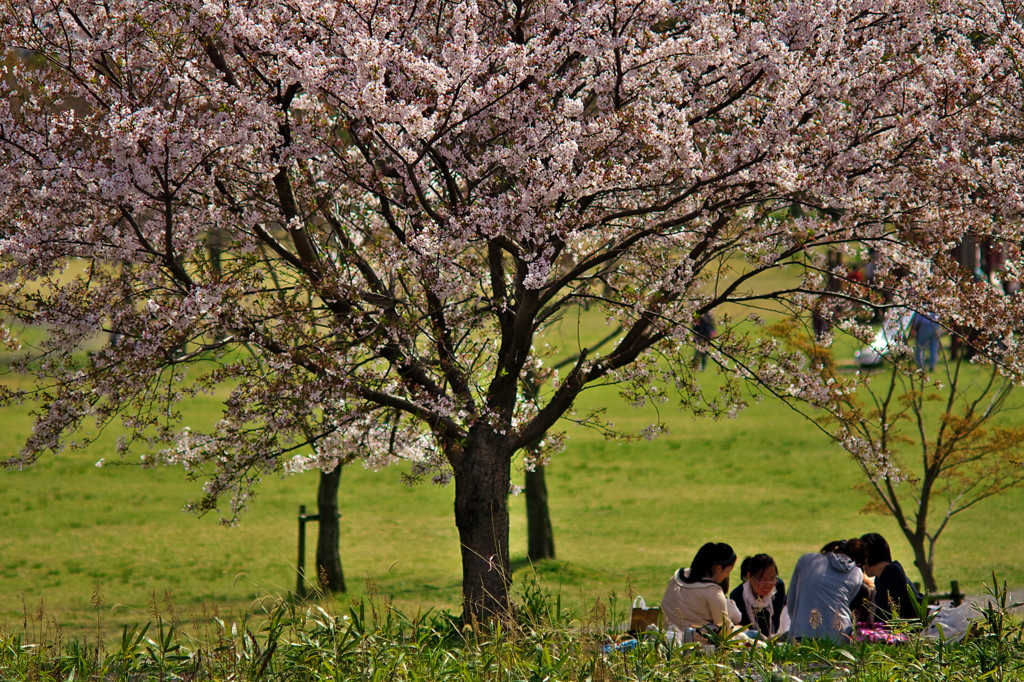 桜、公園、日曜日　#18