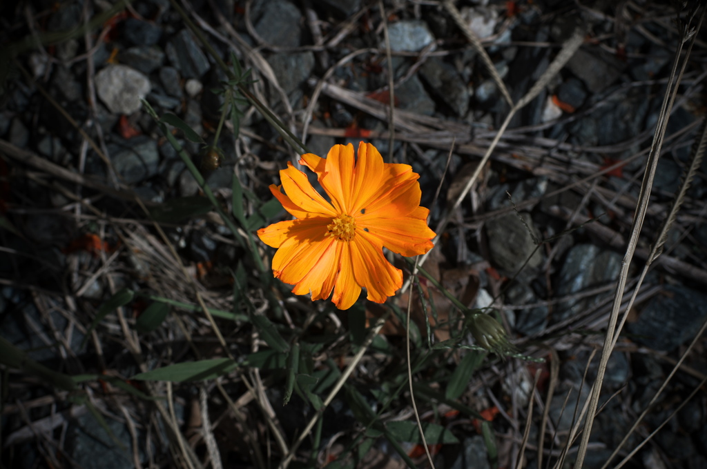 宇宙という名の花