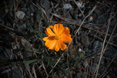 宇宙という名の花