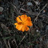 宇宙という名の花