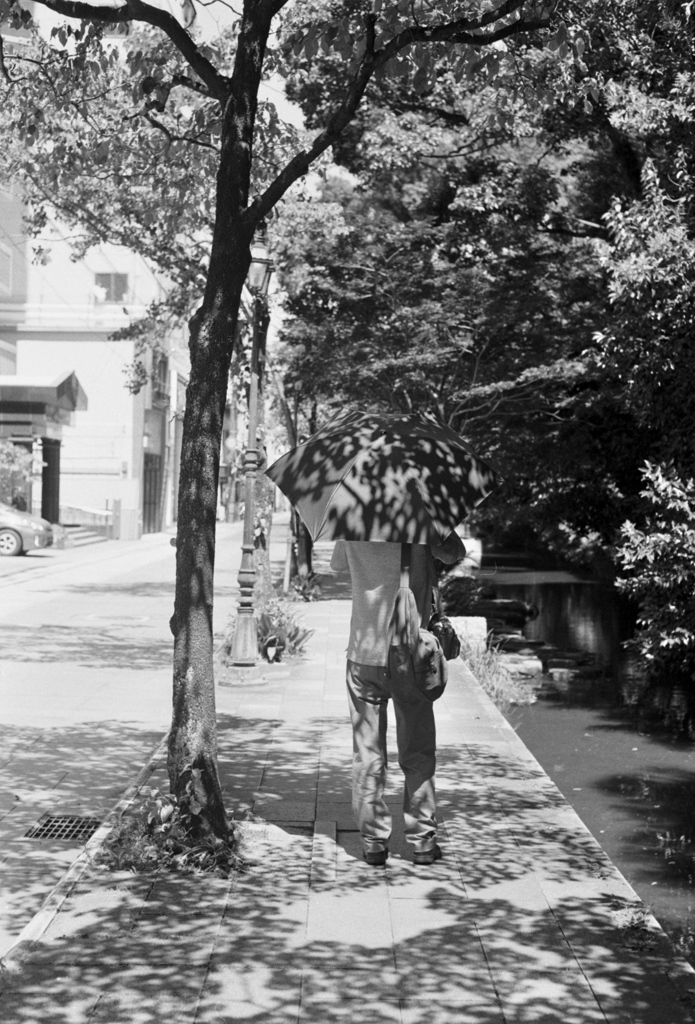 「夏模様」