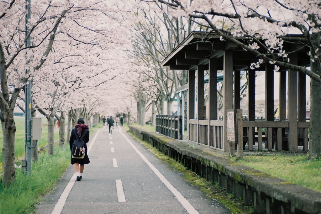桜色の午後　＃１