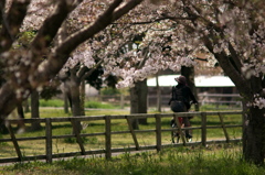 桜、公園、日曜日　#11