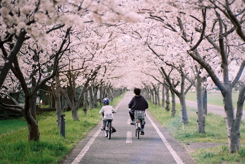 「桜ロードの午後」