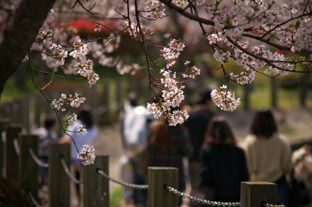 桜、公園、日曜日　#2