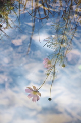 秋桜の見る夢