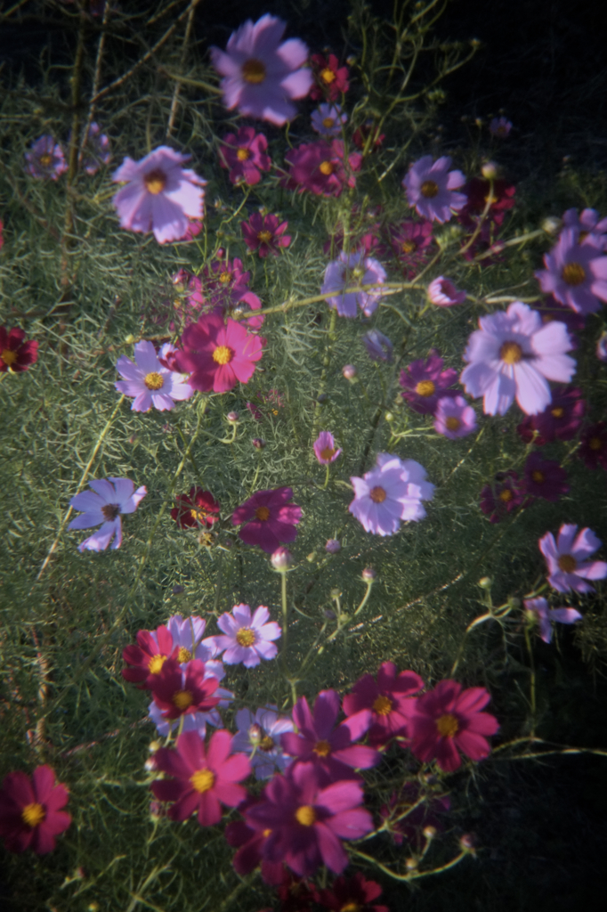 秋桜