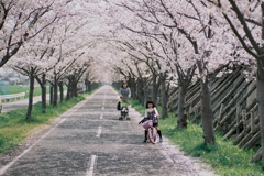 桜ロードの午後