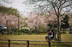 桜、公園、日曜日　#1