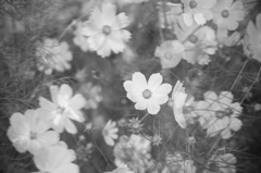 秋桜夢幻