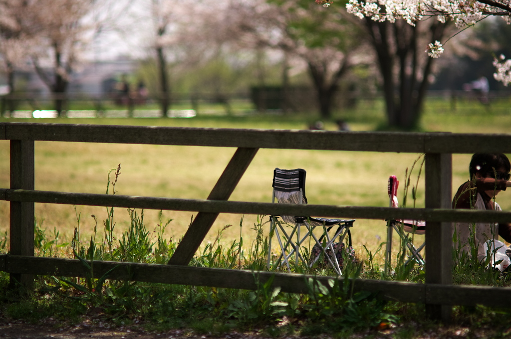 桜、公園、日曜日　#7