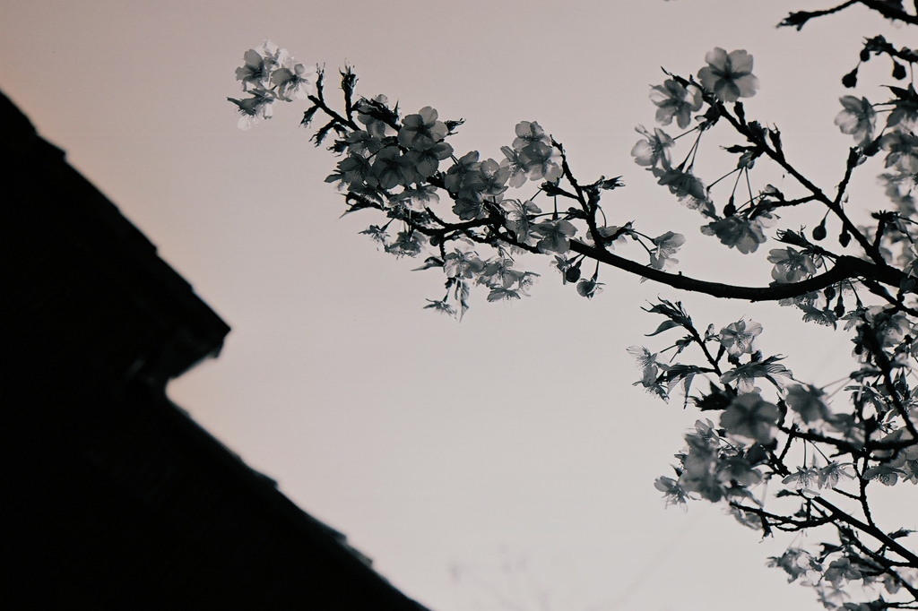 japanese spirit #14