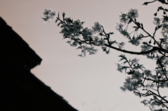 japanese spirit #14