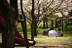 桜、公園、日曜日　#6