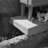 「僕の夏」