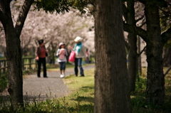 桜、公園、日曜日　#8