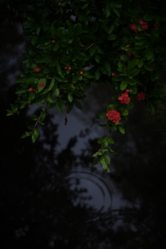 「雨」