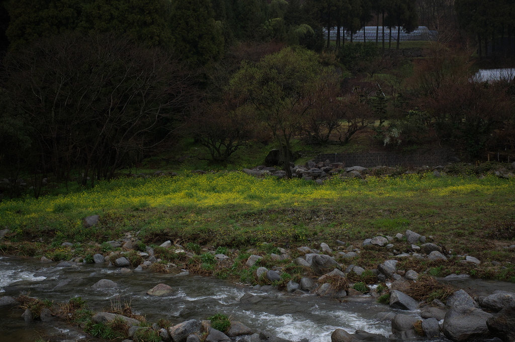 「雨と春」