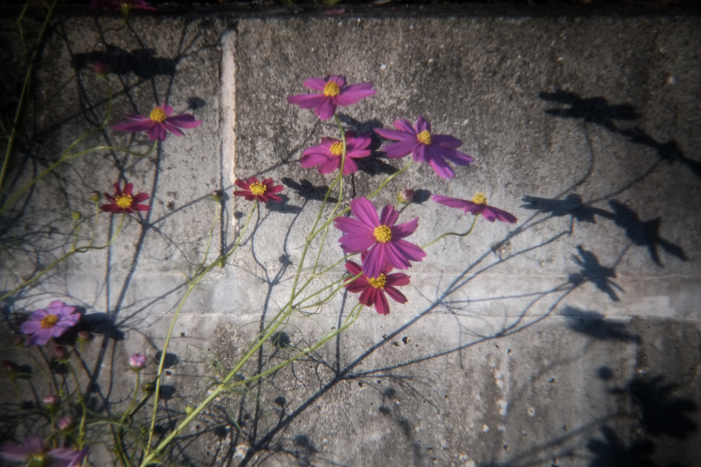 秋桜
