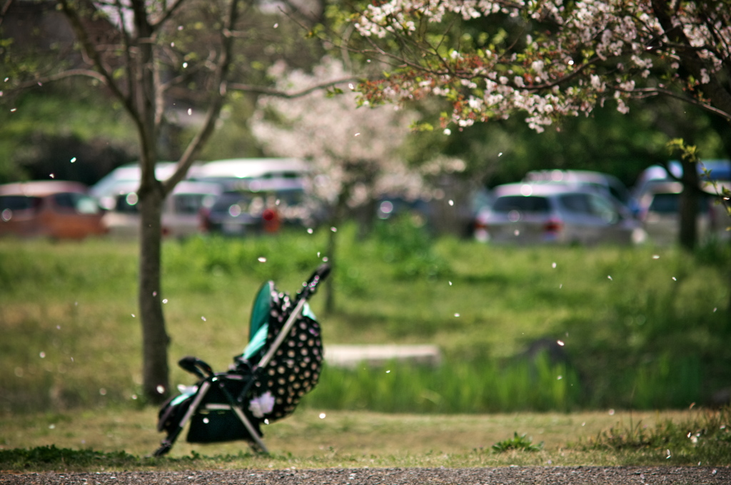 桜、公園、日曜日　#19