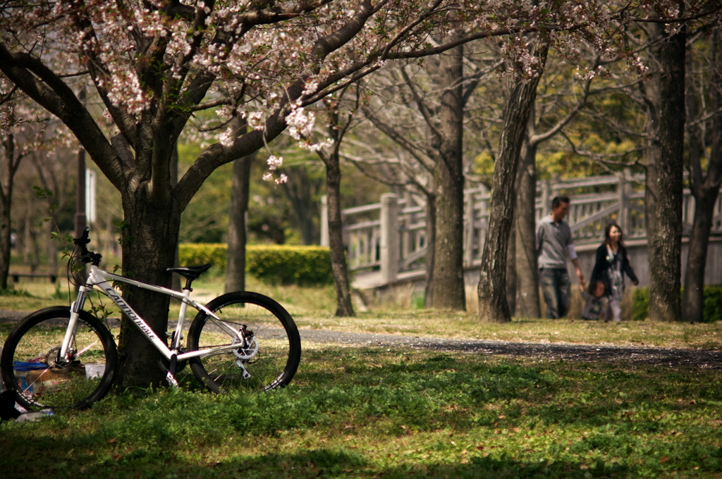 桜、公園、日曜日　#12