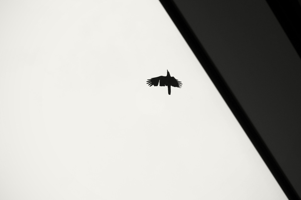 wing