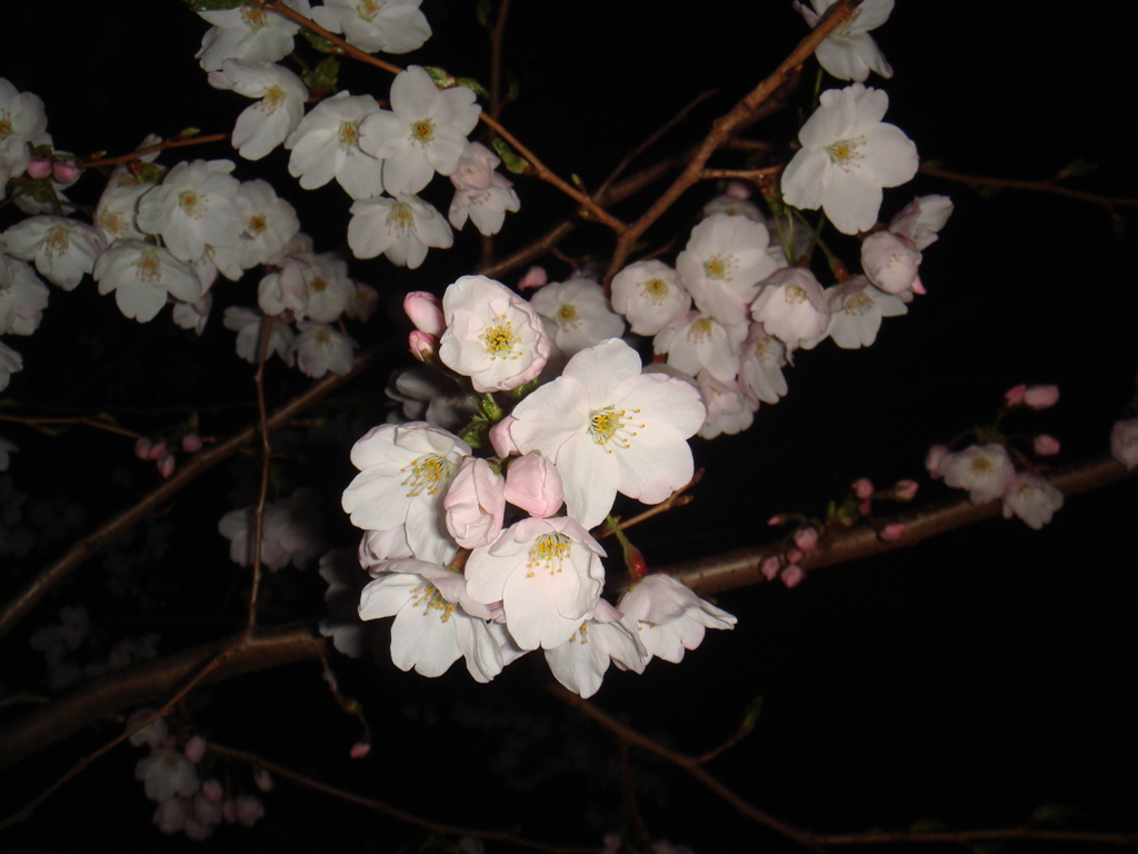 夜桜2