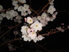 夜桜2