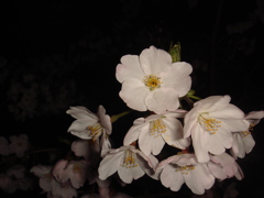 夜桜1