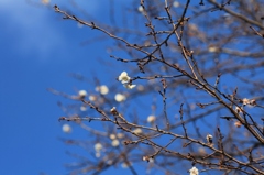 じゅうがつ桜