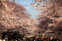 Cherry blossom 2011
