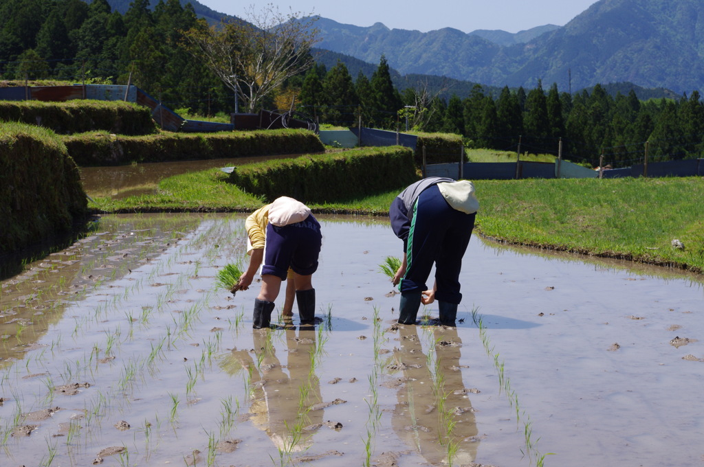 The 田植え