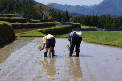 The 田植え