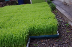 植えてやるぅぅぅ