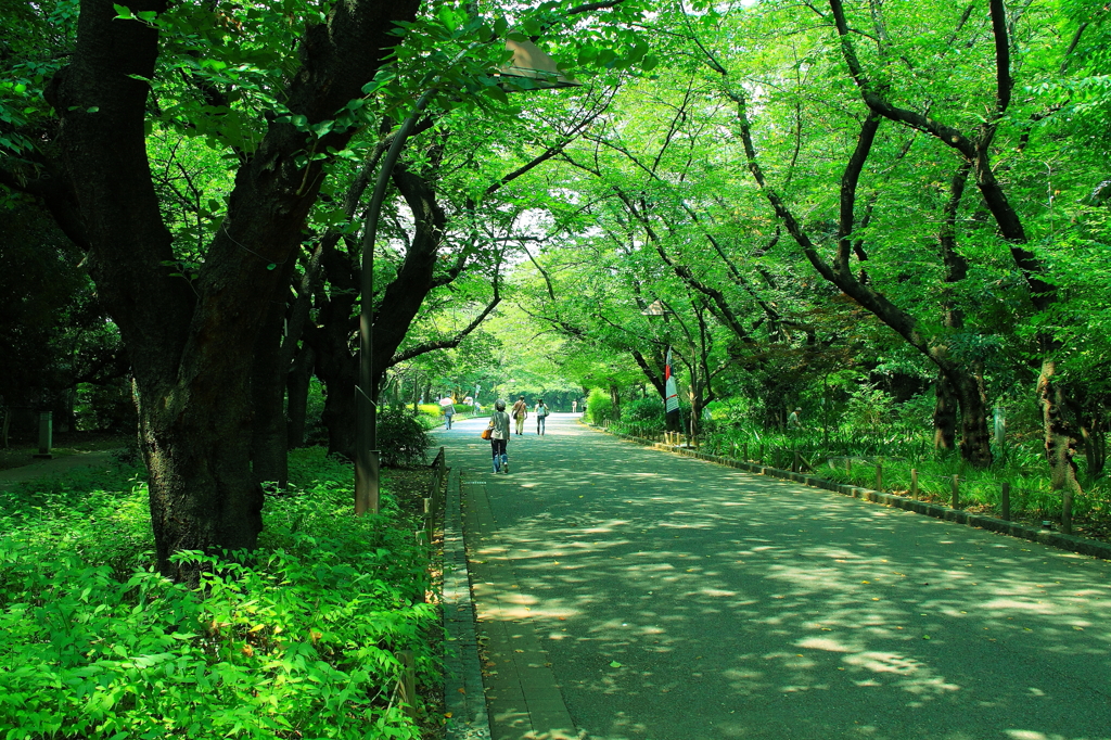 緑の公園みち