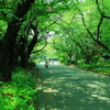 緑の公園みち