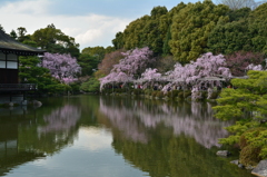 平安神宮の桜