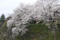 郡山城のさくら