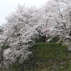 郡山城のさくら